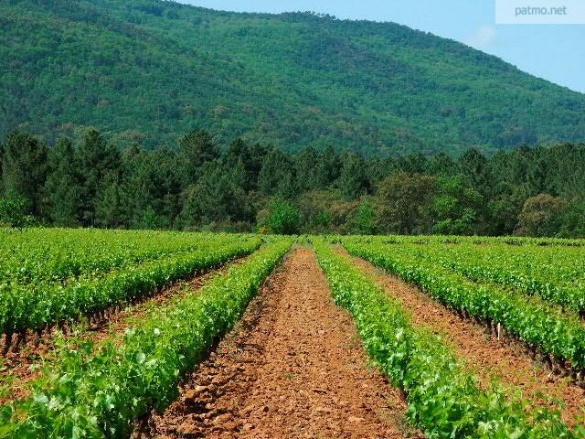 vignes massif des maures