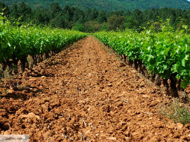 vignes massif des maures