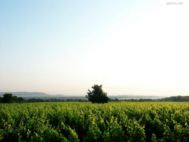 vignes massif des maures