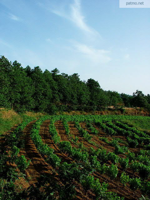 photo vignes collobrieres