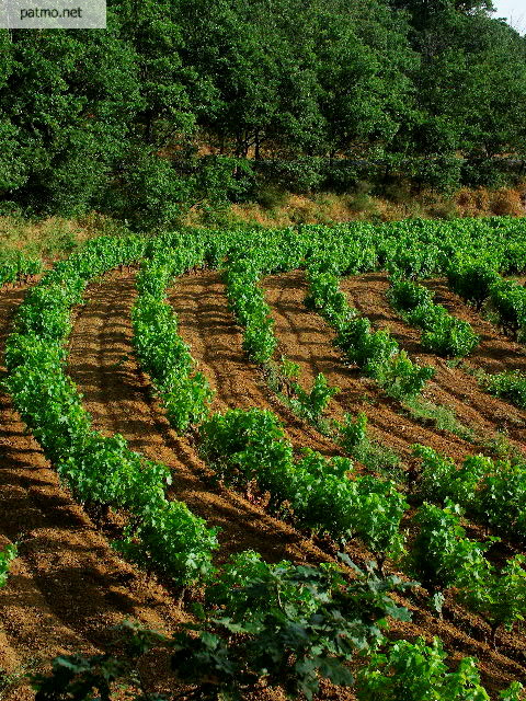 image vignes collobrires