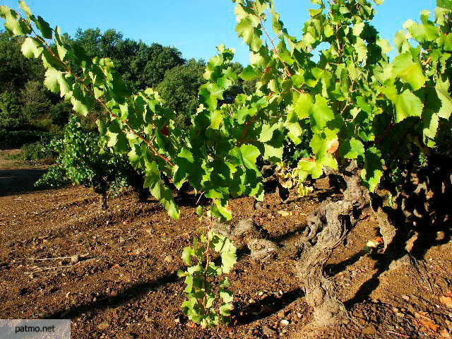 photo vigne collobrires