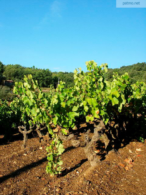 photo vigne collobrires