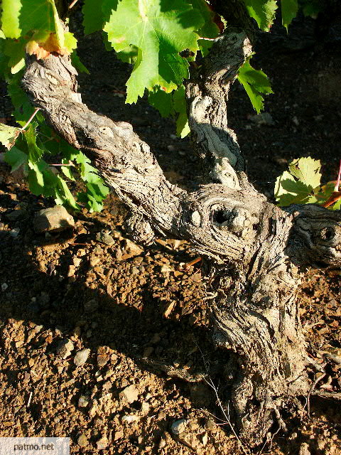 photo vigne collobrires var