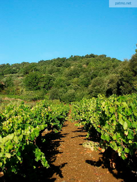 image vignes collobrires