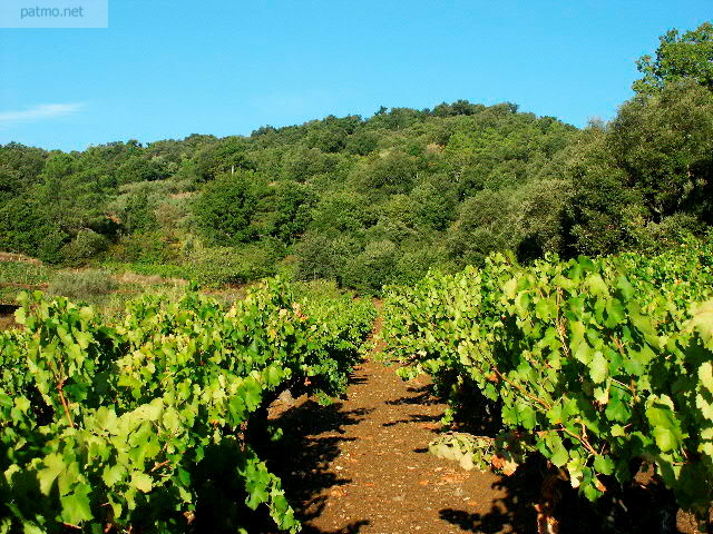 image vignes collobrires