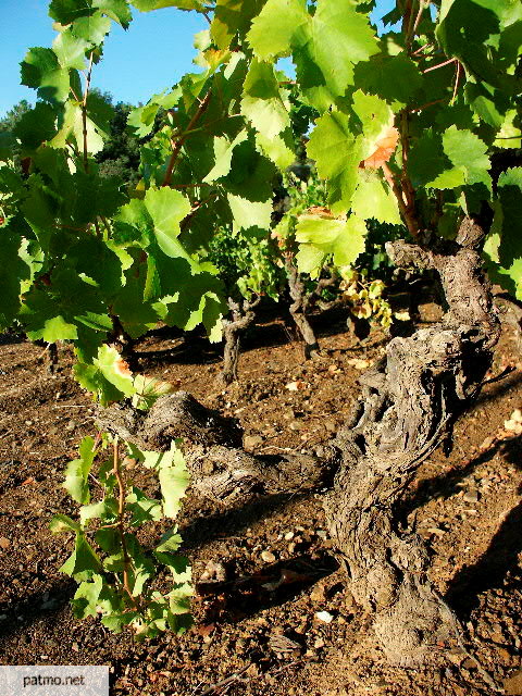 pied de vigne