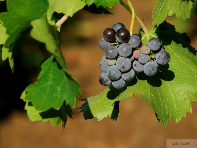 raisin et feuilles de vignes