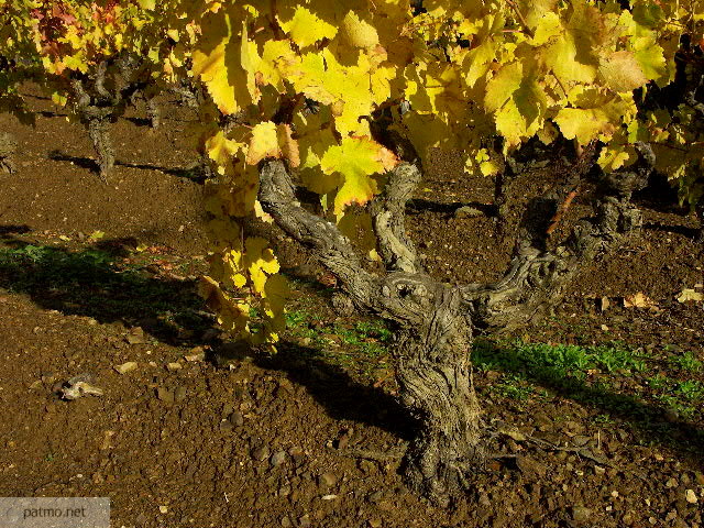 vignes automne