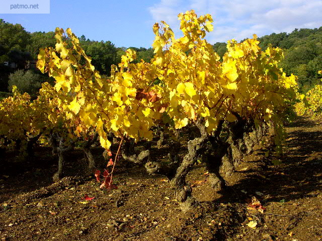 photo vignes automne