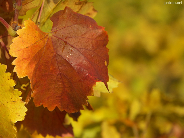 Photo d'une feuille de vigne en autome dans le Massif des Maures