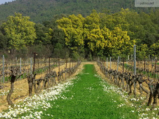 Photo d'un champ de vigne en hiver sur la commune de Bormes les Mimosas