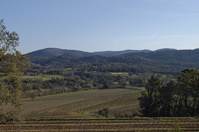 Paysage de vignes au tout dbut du printemps  Cogolin dans le Massif des Maures