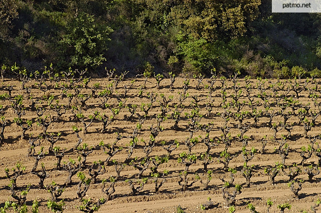 vignes collobrires