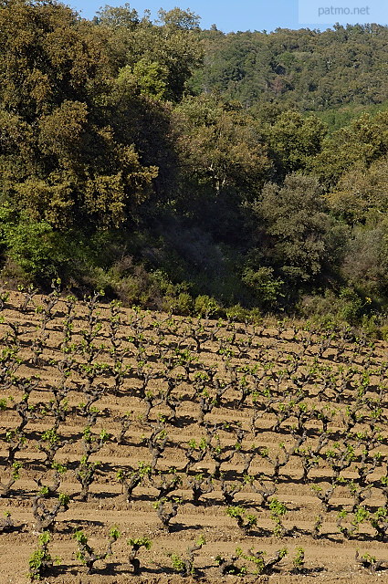 vignes massif des maures