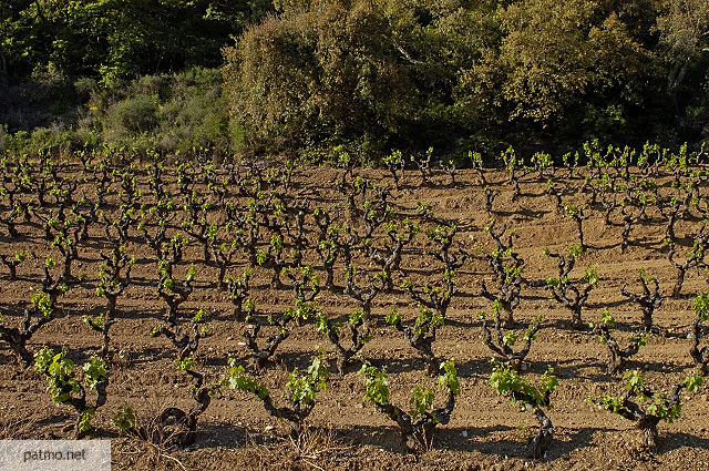 vignes massif des maures