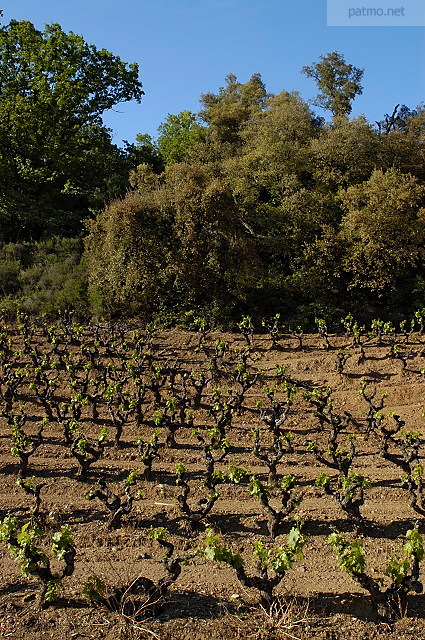 vignes collobrieres