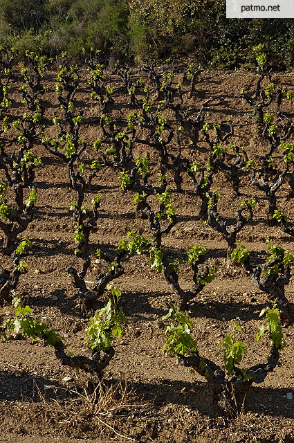 vignes collobrires