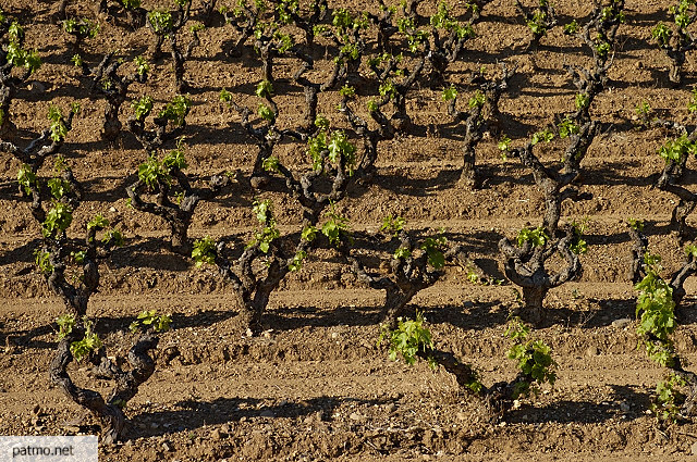 vignes collobrires