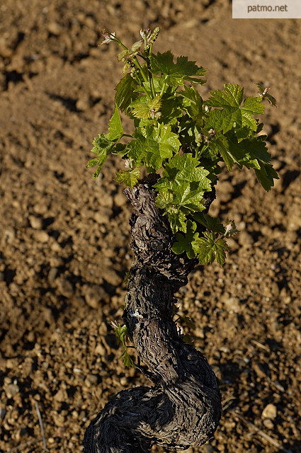 pied de vigne collobrires