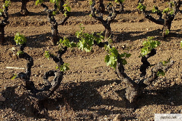 pieds de vigne collobrires