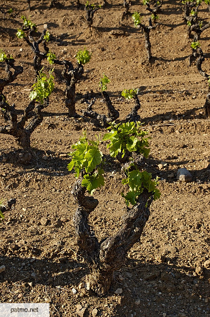 pieds de vigne collobrires