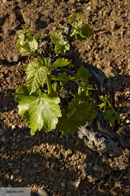 pied de vigne massif des maures