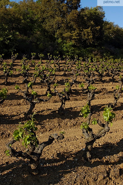 images de vignes collobrires