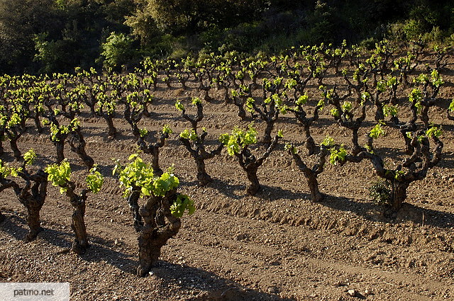 vignes du massif des maures var