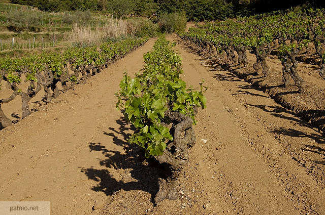 Photograph of Collobrieres vineyard in early springtime