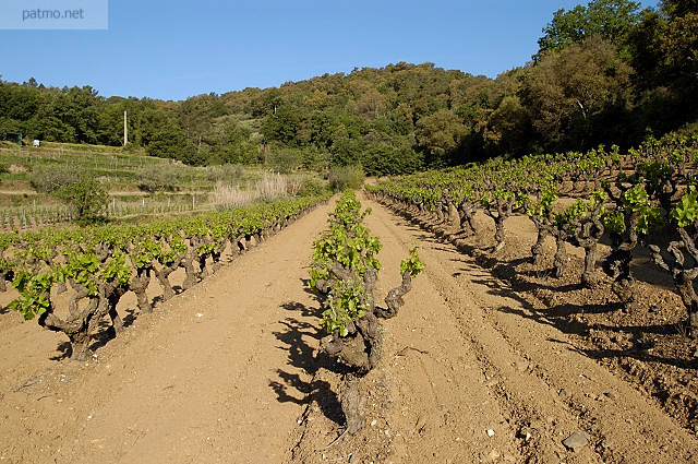 Photo de vignes sur la commune de Collobrires dans le Massif des Maures