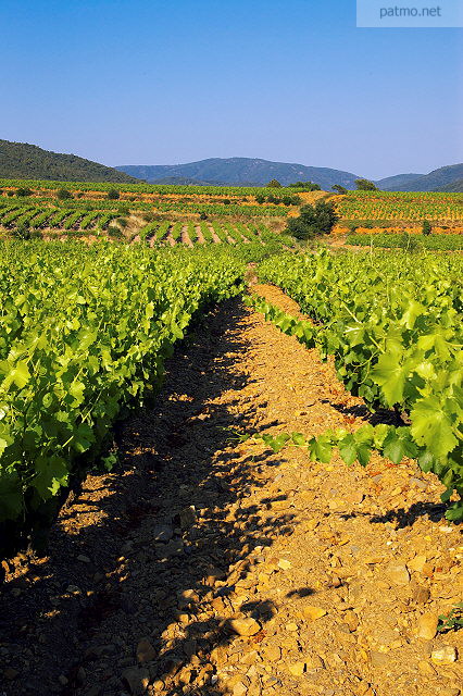 vignes du massif des maures var