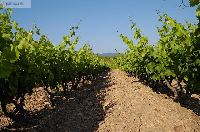vignes  collobrires maures