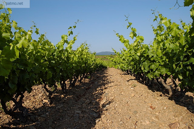 vignes  collobrires maures