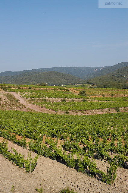 vignes du massif des maures photo