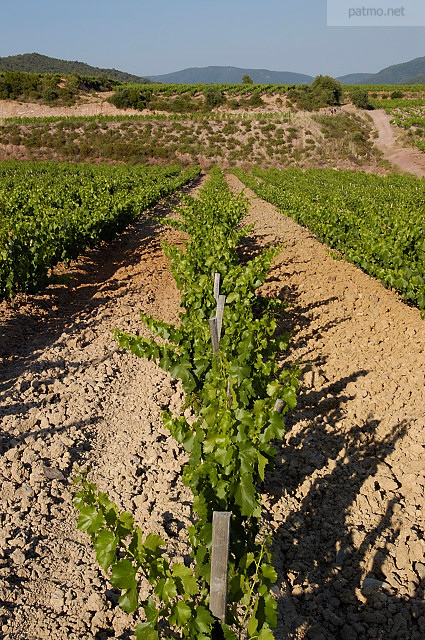 vignes  collobrires