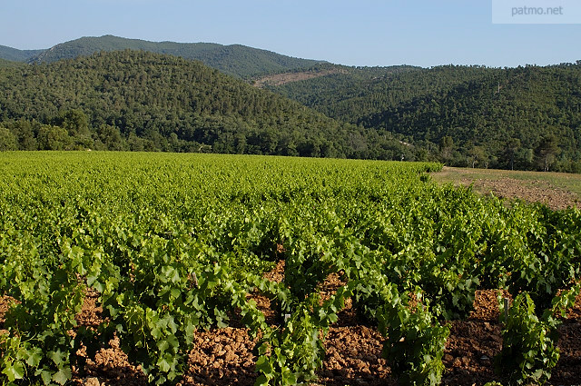 vignes de collobrires