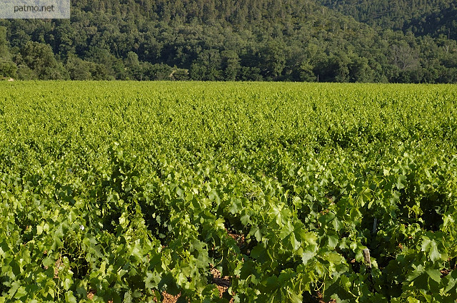 champs de vignes