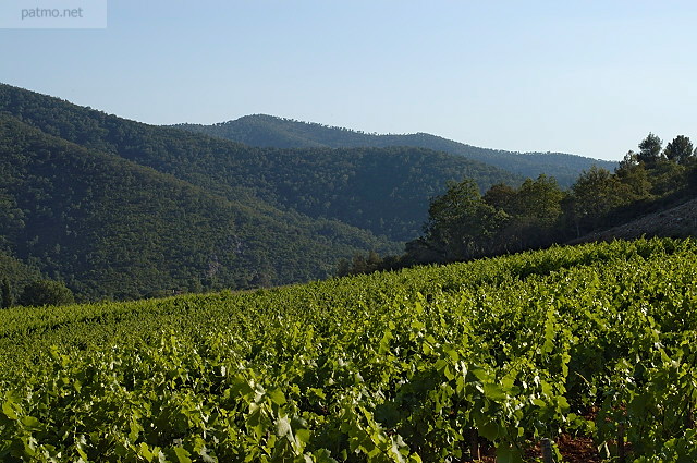 vignes collines massif des maures