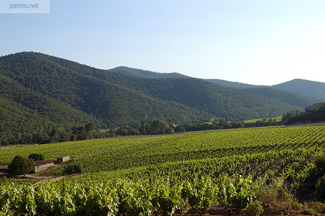 vignes massif des maures