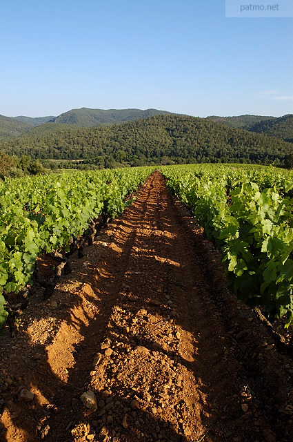 vignes collobrires