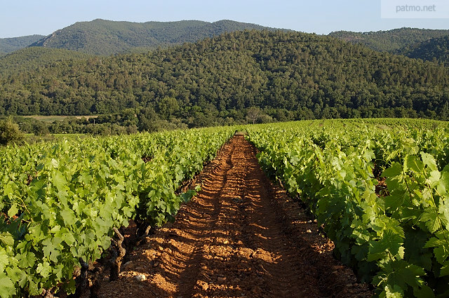 vignes collobrires