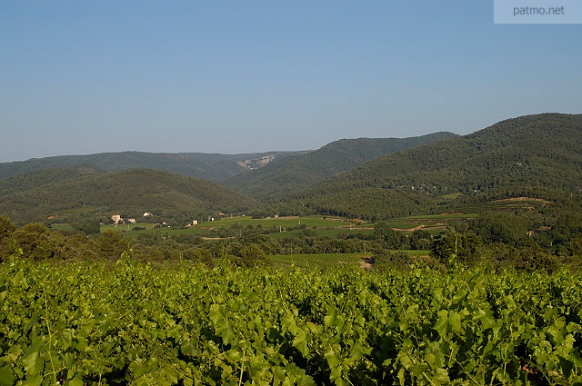 vignes provence massif des maures