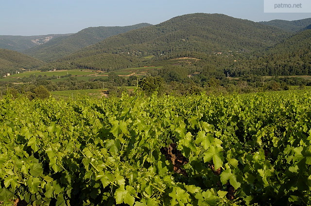 vignes collobrires provence var