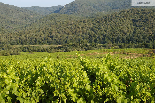 vignes collobrires provence