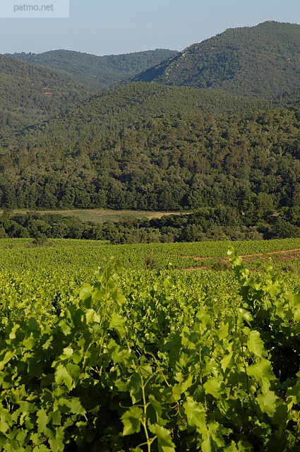 vignes du var