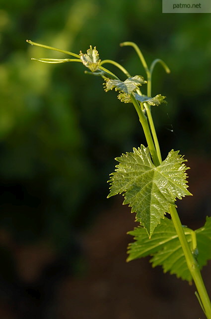 image feuille de vigne