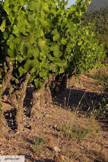 pieds de vigne collobrires