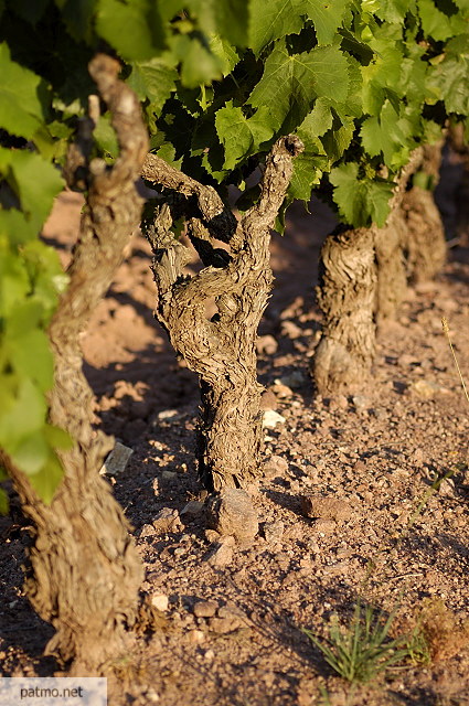 pieds de vigne collobrires