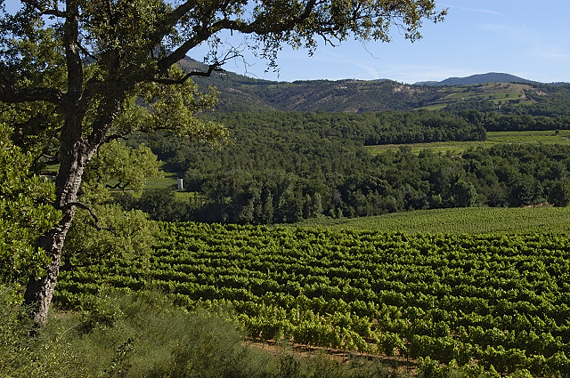 Image d'un paysage de vignes  Cogolin dans le Massif des Maures